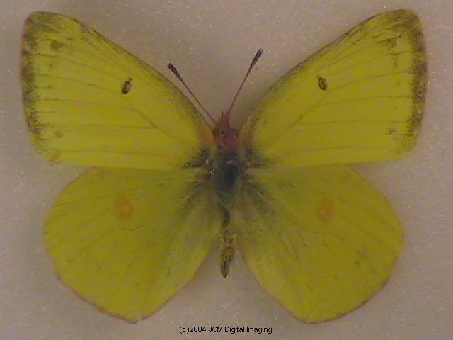 Colias harfordii (Harford's Sulphur) Life Cycle image JCMDI.COM 