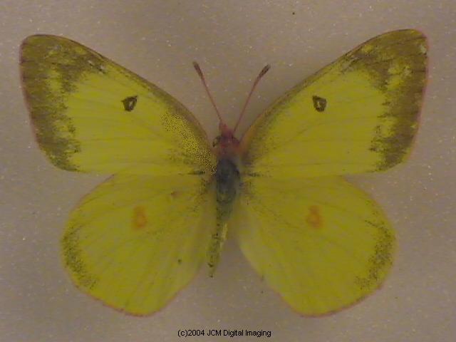 Colias harfordii (Harford's Sulphur) Life Cycle image JCMDI.COM 