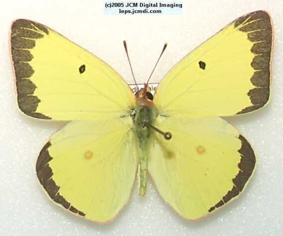Colias harfordii (Harford's Sulphur) Life Cycle image JCMDI.COM 
