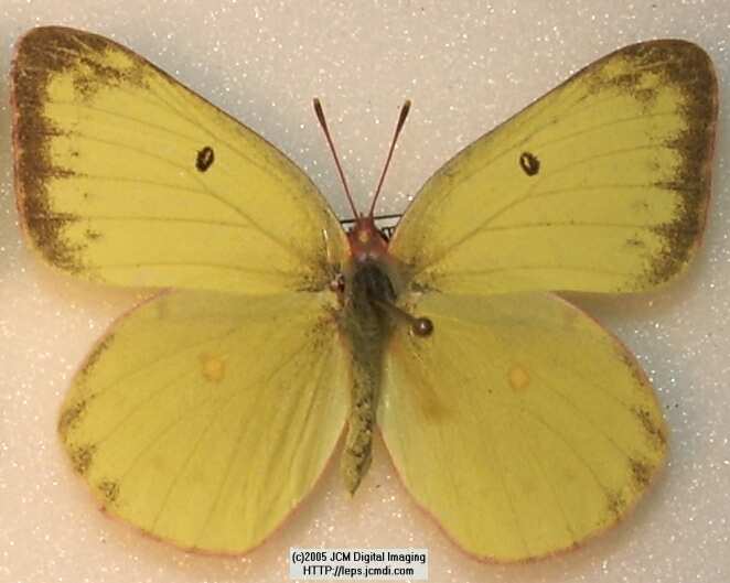 Colias harfordii (Harford's Sulphur) Life Cycle image JCMDI.COM 