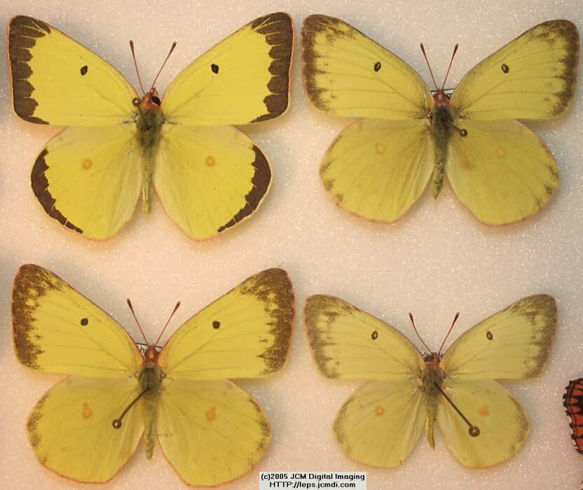 Colias harfordii (Harford's Sulphur) Life Cycle image JCMDI.COM 
