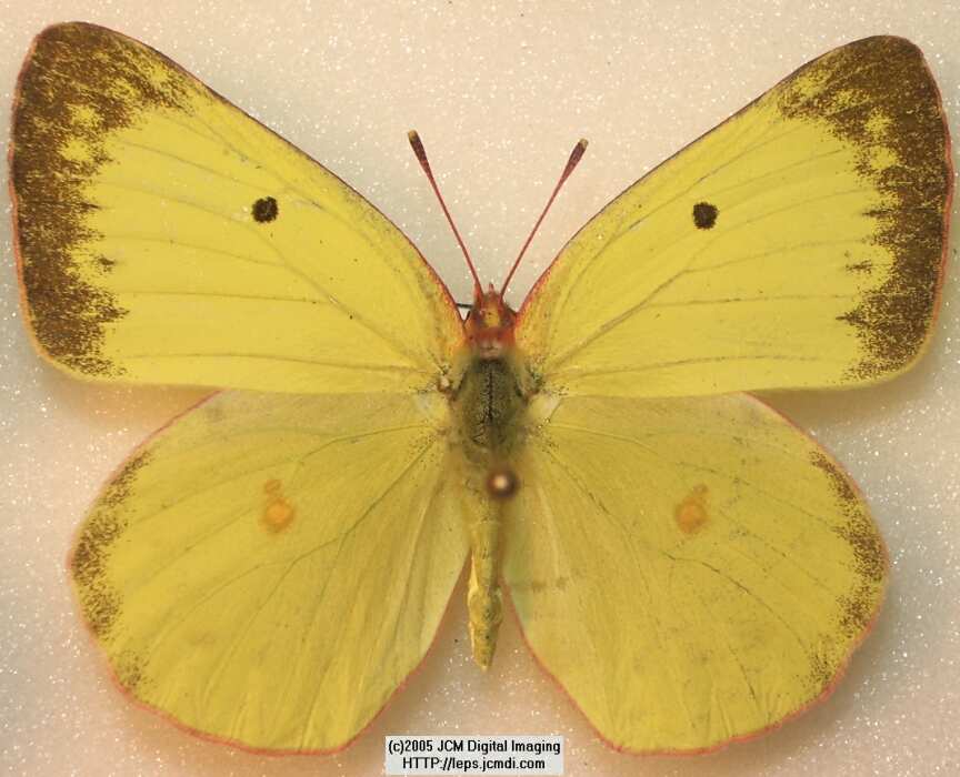 Colias harfordii (Harford's Sulphur) Life Cycle image JCMDI.COM 
