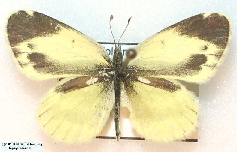 Nathalis iole (Dwarf Yellow) Life Cycle image JCMDI.COM 