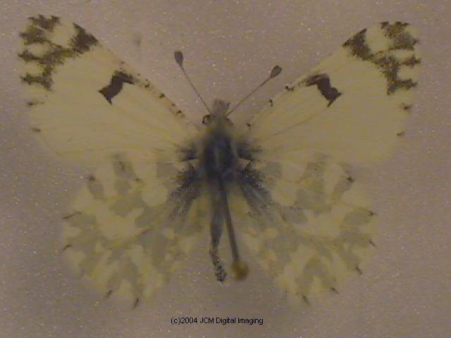 Euchloe hyantis lotta (Southern Marble) Life Cycle image JCMDI.COM 