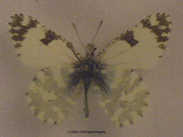 Euchloe hyantis lotta (Southern Marble) Life Cycle image JCMDI.COM 