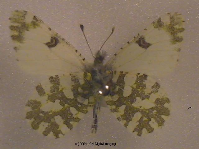 Euchloe hyantis lotta (Southern Marble) Life Cycle image JCMDI.COM 