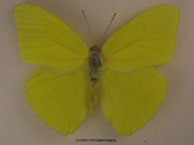 Phoebis sennae marcellina (Giant Sulphur, Cloudless Sulphur) Life Cycle image JCMDI.COM 