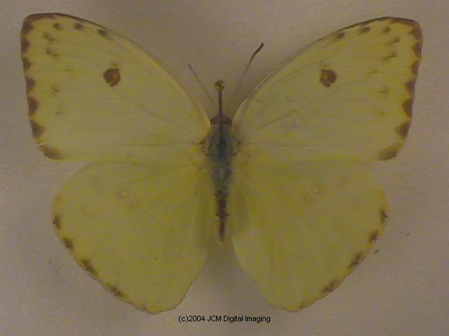 Phoebis sennae marcellina (Giant Sulphur, Cloudless Sulphur) Life Cycle image JCMDI.COM 