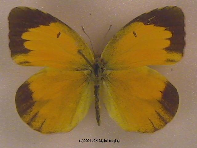 Eurema nicippe (Sleepy Sulphur, Nicippe Yellow) Life Cycle image JCMDI.COM 