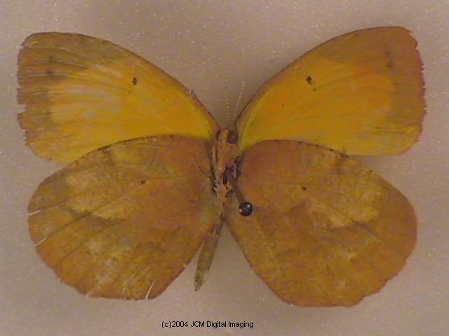 Eurema nicippe (Sleepy Sulphur, Nicippe Yellow) Life Cycle image JCMDI.COM 