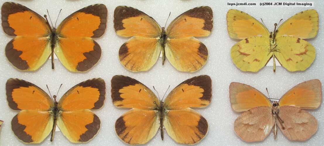 Eurema nicippe (Sleepy Sulphur, Nicippe Yellow) Life Cycle image JCMDI.COM 