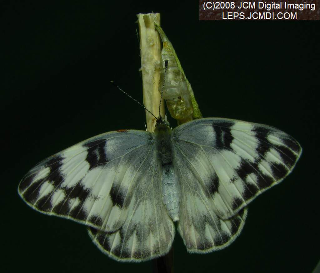 Freshly-emerged female Checkered White (Pieris protodice) in the lab/studio