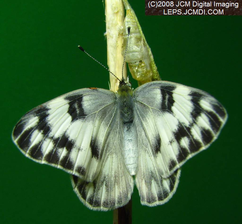 Freshly-emerged female Checkered White (Pieris protodice) in the lab/studio