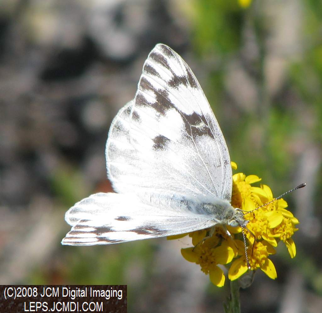 A Checkered White (Pieris protodice) nectaring at Bear Devide