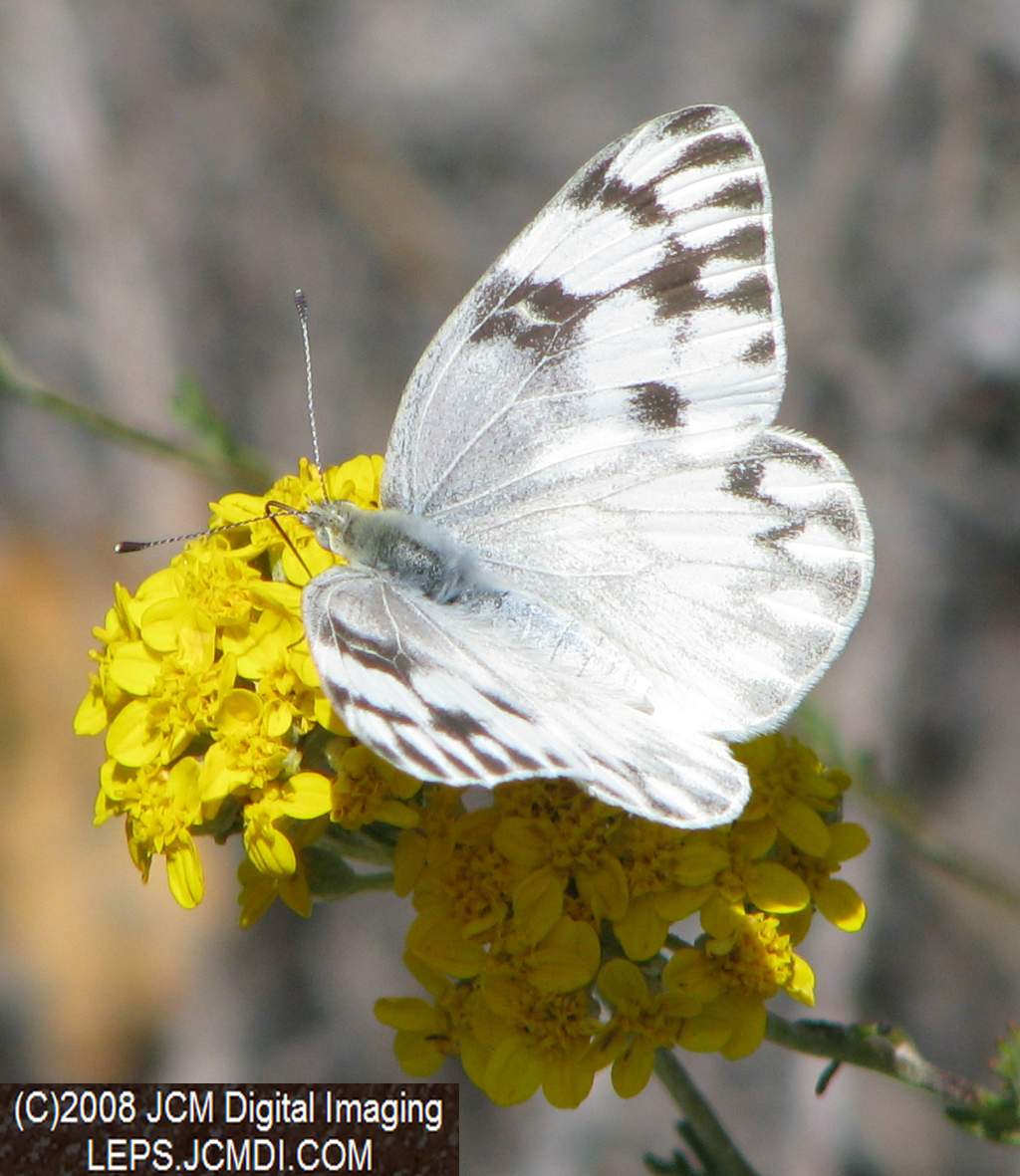 A Checkered White (Pieris protodice) nectaring at Bear Devide