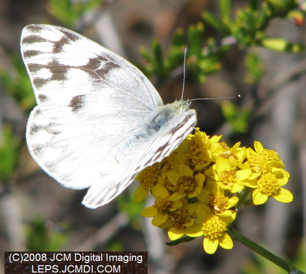 A Checkered White (Pieris protodice) nectaring at Bear Devide
