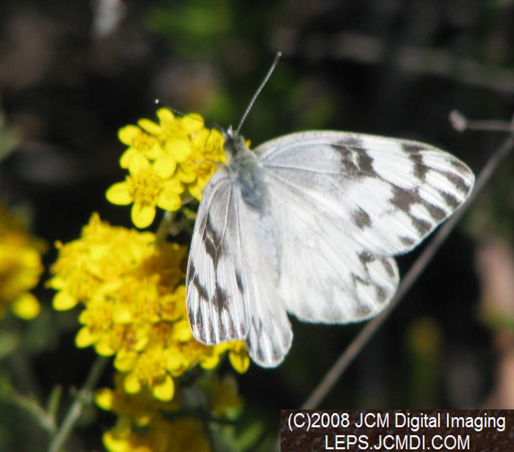 A Checkered White (Pieris protodice) nectaring at Bear Devide