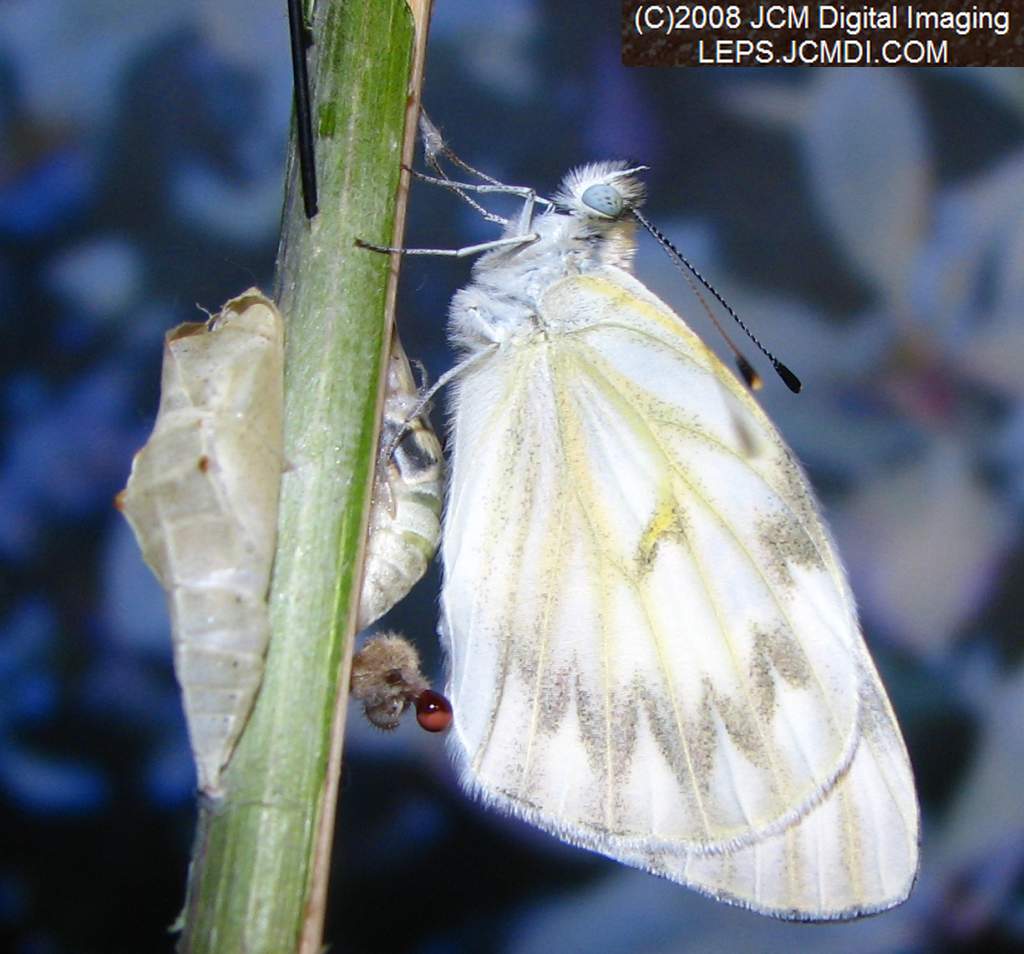 Freshly-emerged male Checkered White (Pieris protodice) in the lab/studio