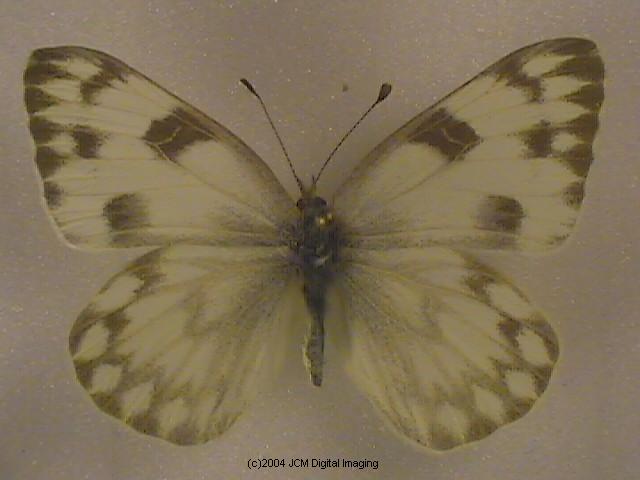 Pieris protodice (Checkered White) Life Cycle image JCMDI.COM 