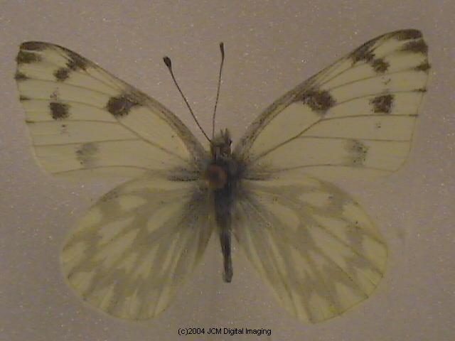 Pieris protodice (Checkered White) Life Cycle image JCMDI.COM 