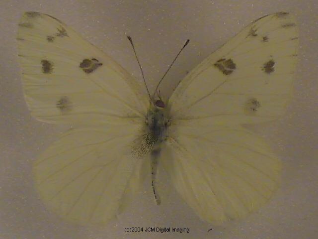 Pieris protodice (Checkered White) Life Cycle image JCMDI.COM 