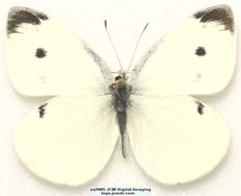 Pieris rapae (Cabbage Butterfly) Life Cycle image JCMDI.COM 