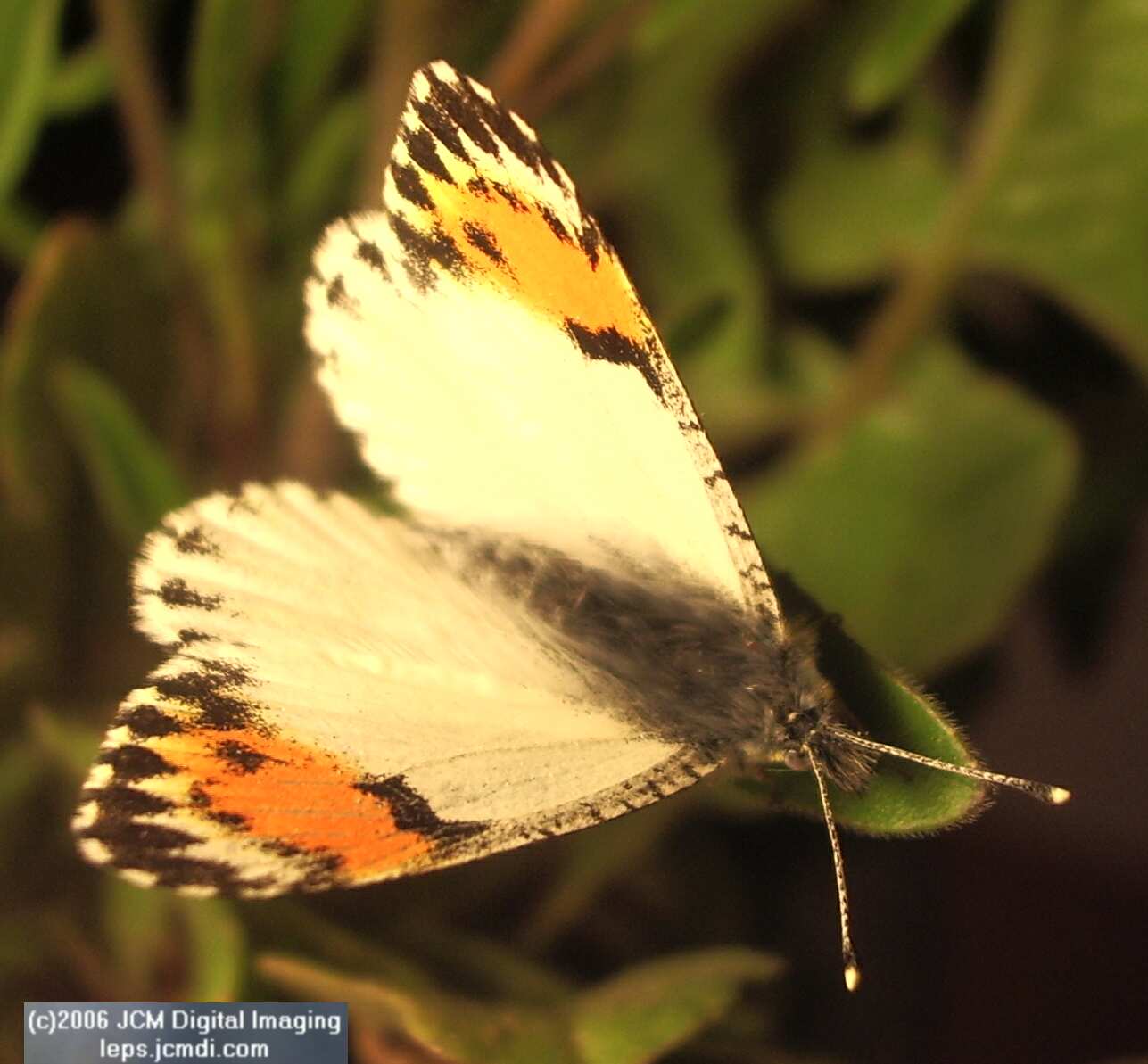 Anthocaris sara (Sara Orange Tip) Life Cycle image JCMDI.COM 