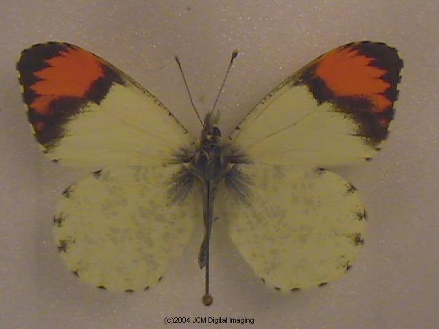 Anthocaris sara (Sara Orange Tip) Life Cycle image JCMDI.COM 