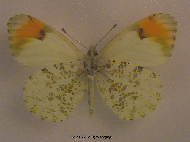 Anthocaris sara (Sara Orange Tip) Life Cycle image JCMDI.COM 