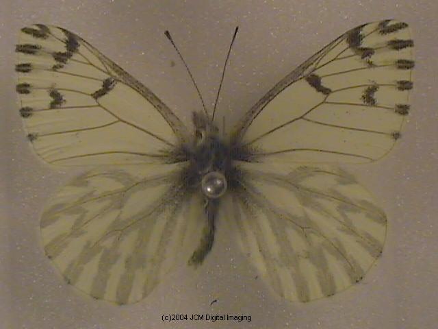 Pieris sysimbrii (Spring White) Life Cycle image JCMDI.COM 