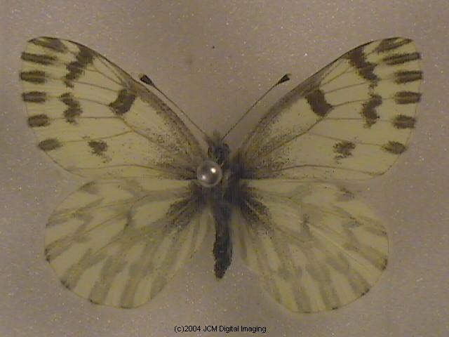 Pieris sysimbrii (Spring White) Life Cycle image JCMDI.COM 