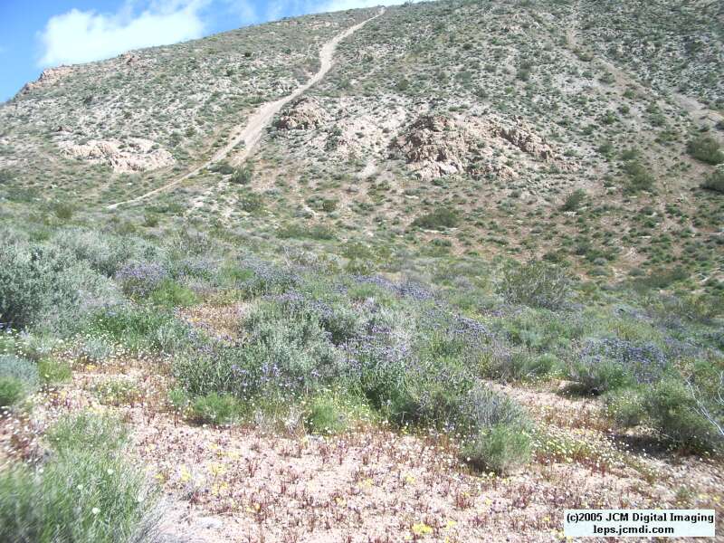 Jawbone, Rock Corral, Granite Mts., March 20 2005
