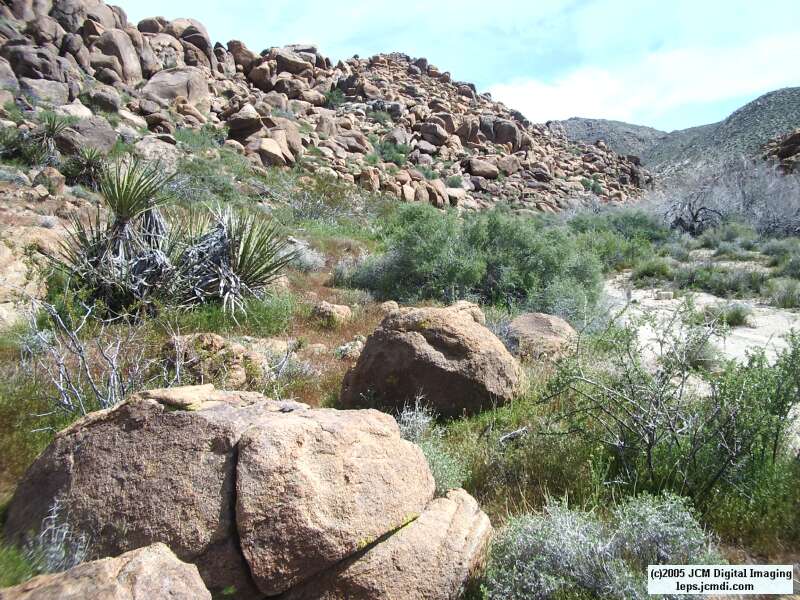 Jawbone, Rock Corral, Granite Mts., March 20 2005