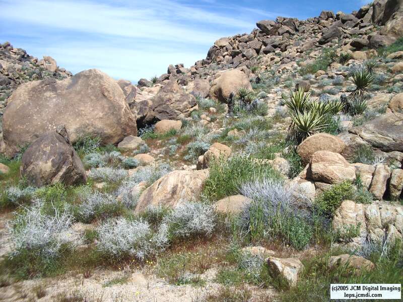 Jawbone, Rock Corral, Granite Mts., March 20 2005