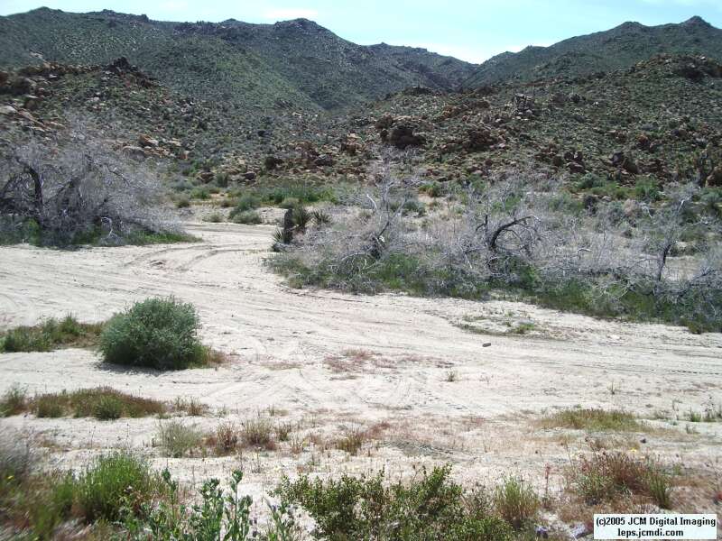 Jawbone, Rock Corral, Granite Mts., March 20 2005
