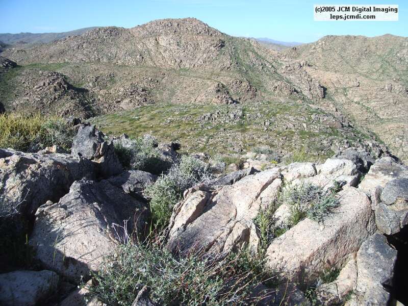 Jawbone, Rock Corral, Granite Mts., March 20 2005