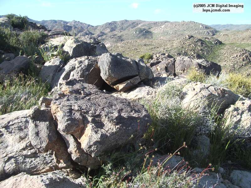 Jawbone, Rock Corral, Granite Mts., March 20 2005