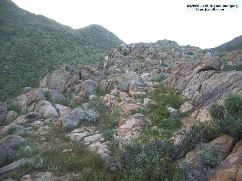 Jawbone, Rock Corral, Granite Mts., March 20 2005
