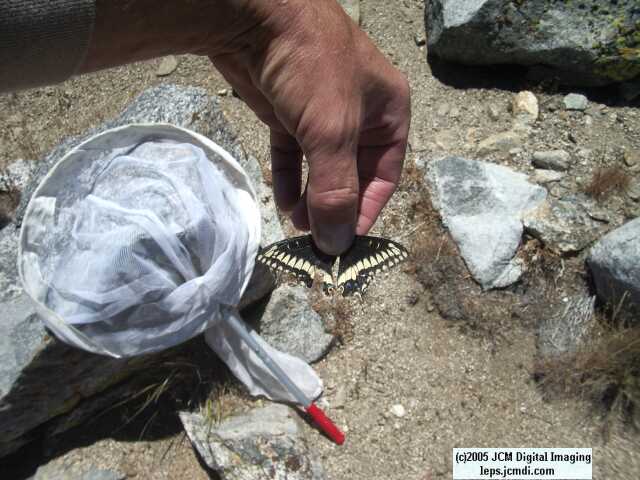 Butterbredt Peak climb, June 10, 2005