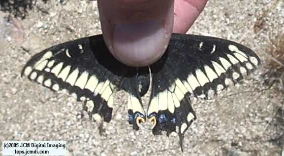 Butterbredt Peak climb, June 10, 2005