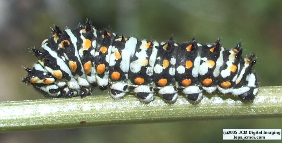 Butterbredt Peak climb, June 10, 2005