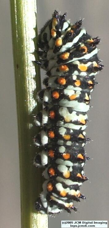 Butterbredt Peak climb, June 10, 2005