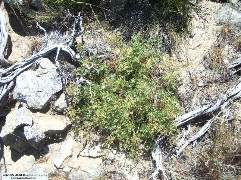 Butterbredt Peak climb, June 10, 2005