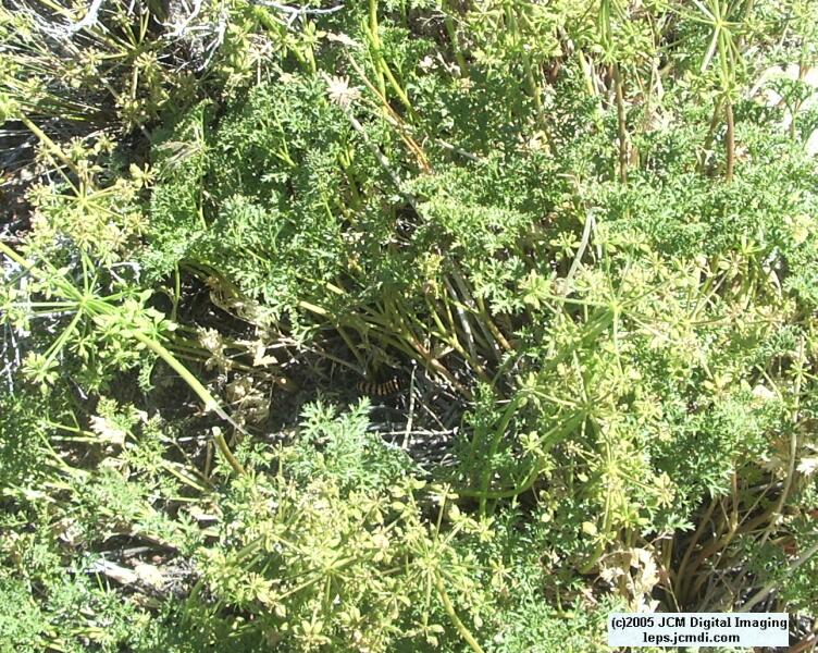 Butterbredt Peak climb, June 10, 2005