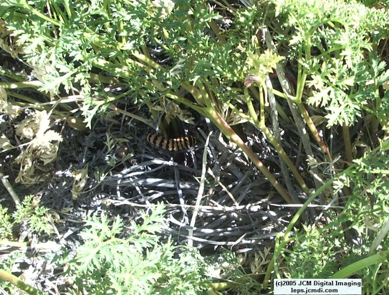 Butterbredt Peak climb, June 10, 2005