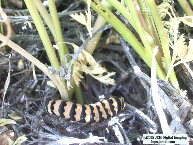 Butterbredt Peak climb, June 10, 2005