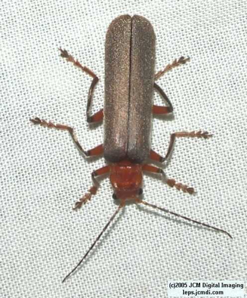 Placerita Canyon Mercury Vapor outing, June 14, 2005