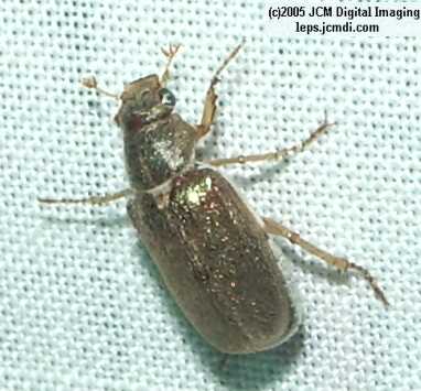 Placerita Canyon Mercury Vapor outing, June 14, 2005