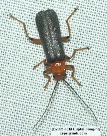 Placerita Canyon Mercury Vapor outing, June 14, 2005