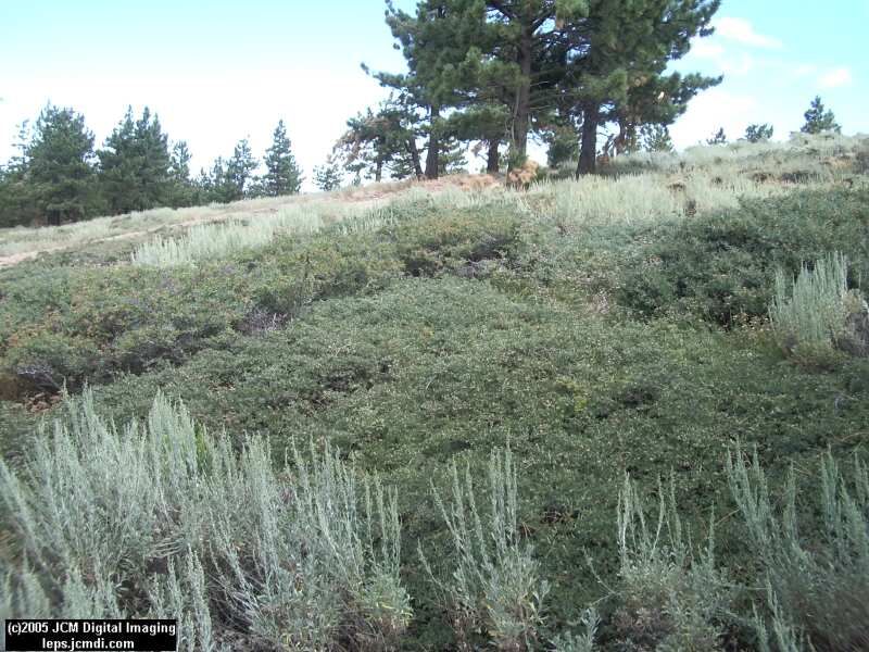 Hemileuca eglanterina (Western/Elegant Sheepmoth) images, rearing, larvae, pupae, cocoons, and documentary